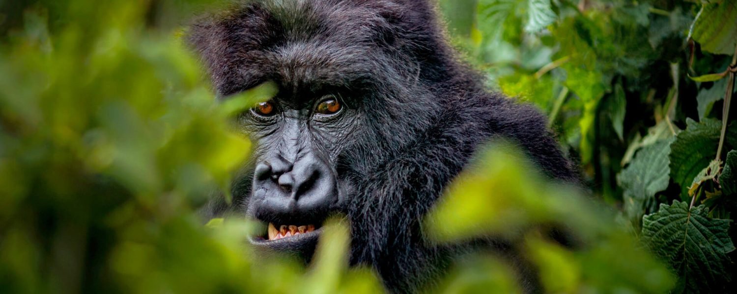 bwindi gorilla