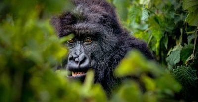 bwindi gorilla