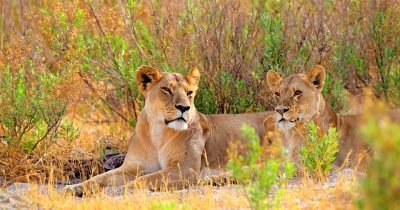 uganda lions