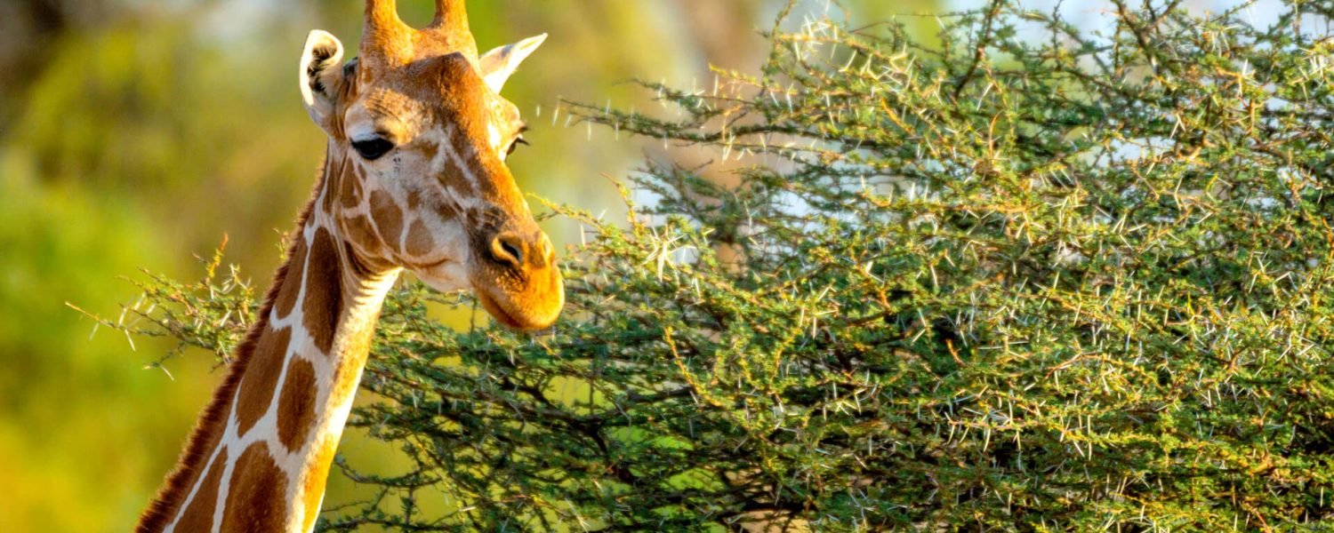 giraffe in Akagera Rwanda