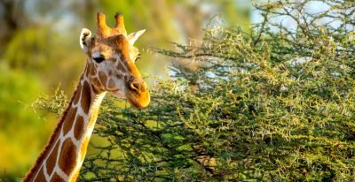 giraffe in Akagera Rwanda