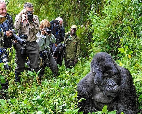 gorilla tracking